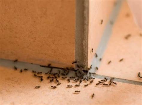 家裡很多小螞蟻 買房壓力